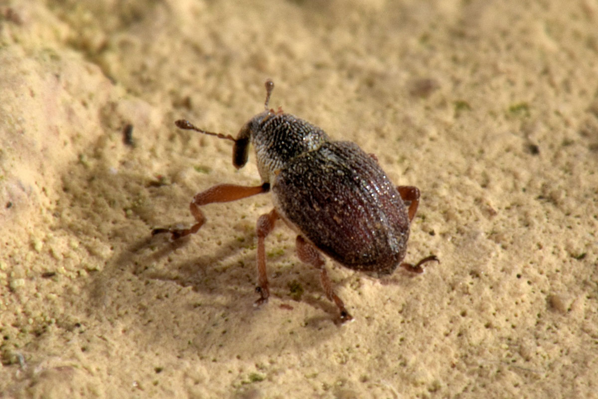 Curculionidae:  Amalus scortillum